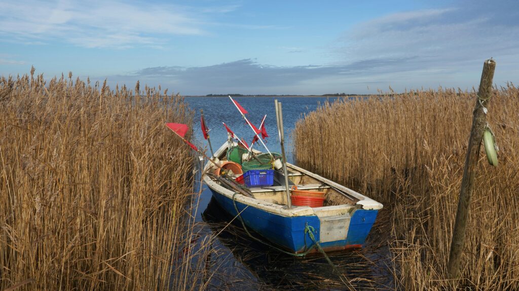 A small blue and white fishing boat with red flags anchored between tall coastal reeds in a tranquil Danish wetland.