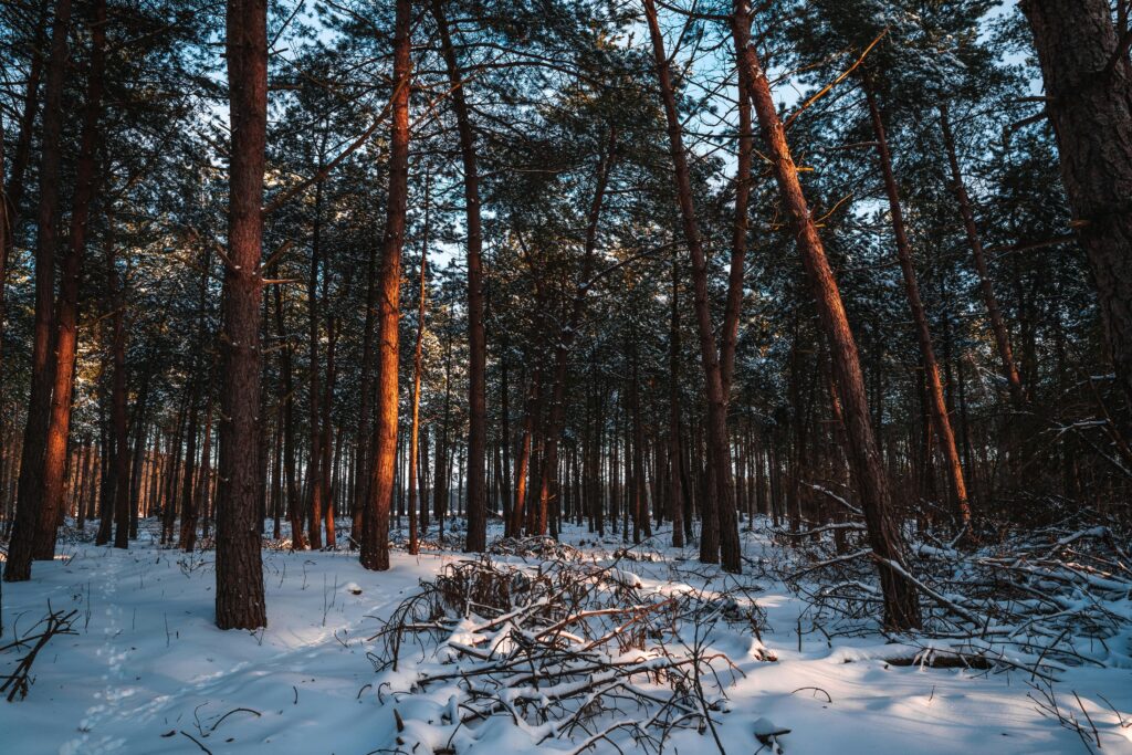 Climate and winter weather in the Netherlands experienced by international students during study abroad